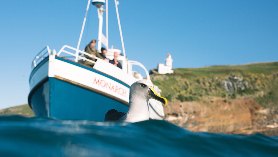 Bullers Albatross with Monarch Boat