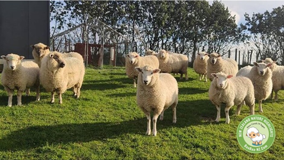 Some of our Sheep (Ewes)