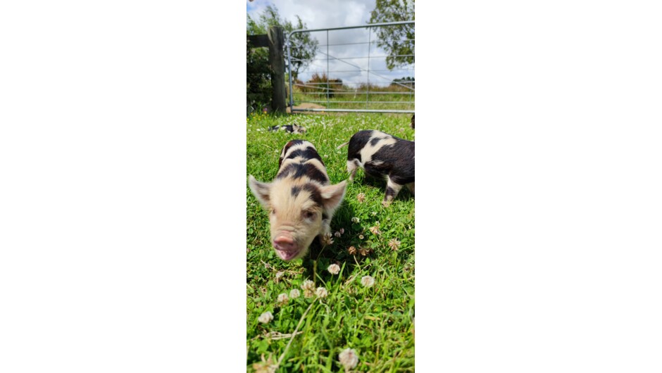 Some of our Piglets