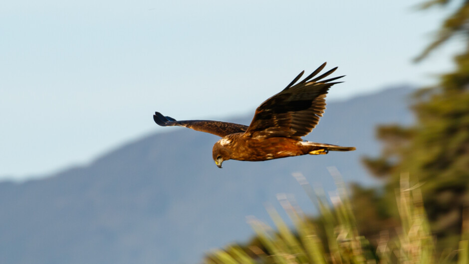Australian Harrier - bird of prey