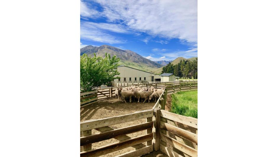Learn about fine-wool merino sheep on your high country station stay