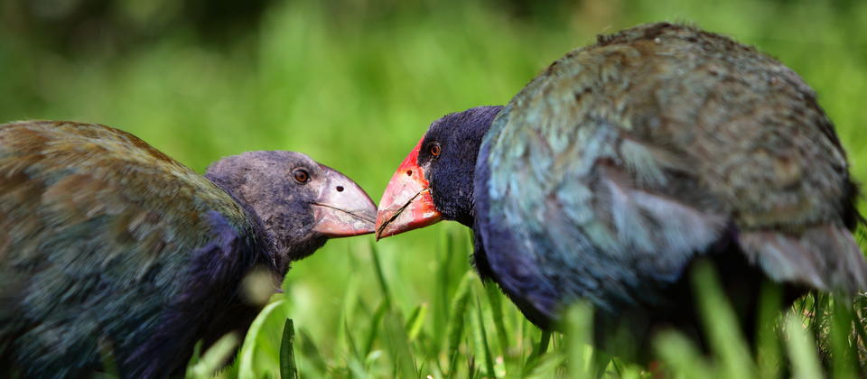 tours available to see the incredibly rare Takahe bird