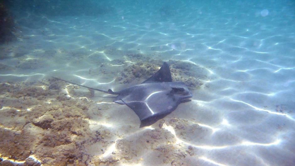 Eagle Rays are a regular visitor to the Island