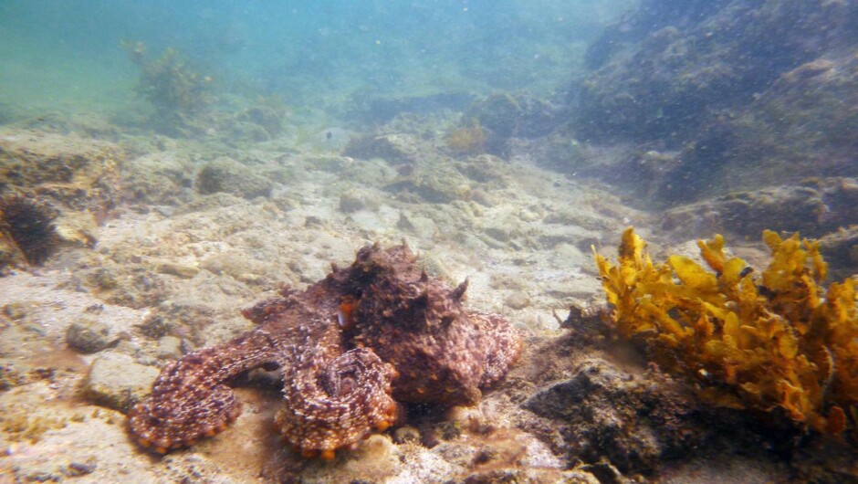 Friendly Octopus on the reef