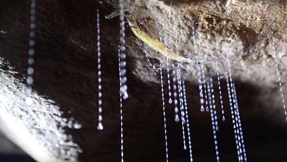 We shed a light on the habits of glowworms.