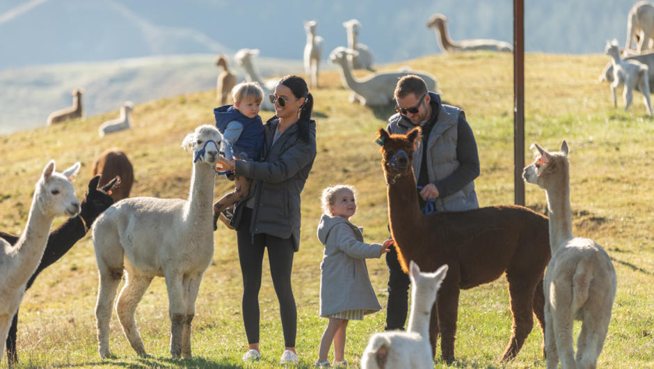 Family Fun, come join us for some alpaca fun