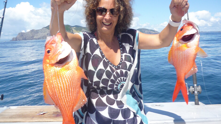 Golden snapper, a reef fish in the Bay of Islands
