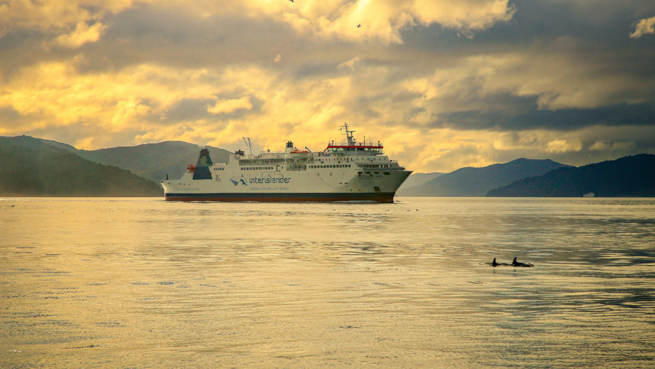 Interislander Cook Strait ferry &quot;Aratere&quot; passes some dozing dolphins at dawn