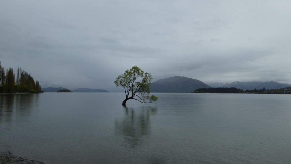 The Famous Lake Wanaka tree in the lake. A drive over from Queenstown, taking in the famous Cardrona Hotel then onto Wanaka for lunch. Perhaps a drive around to Cromwell's Highlands Motorsport Park.