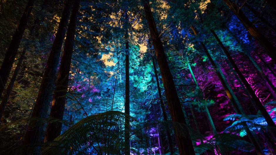 Coloured spot lights showcase the native ferns and Redwood trees.