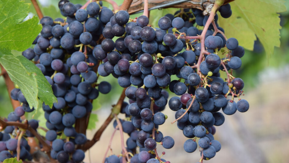 Grapes pre-harvest