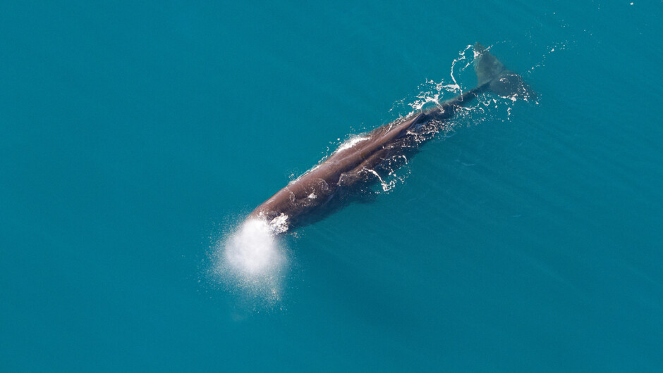 Kaikoura Helicopters Whale Watching.