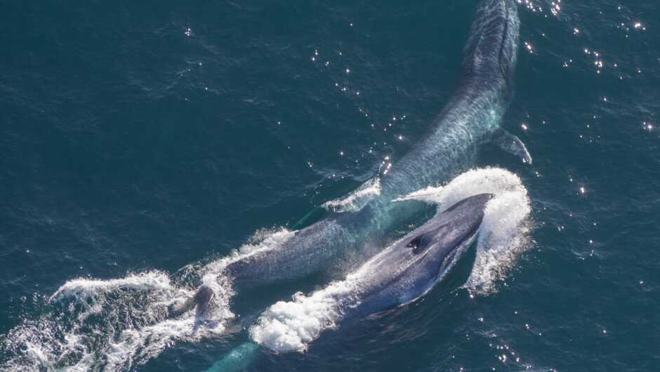 Blue Whale - Kaikoura Helicopters