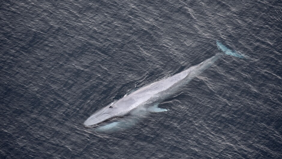 Blue Whale - Kaikoura Helicopters