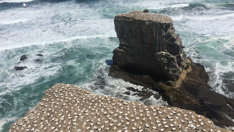 This is one of only three places where gannets nest on the mainland in New Zealand, and certainly the most accessible. It's a pleasant hour's drive from the centre of Auckland out to the wild West Coast.