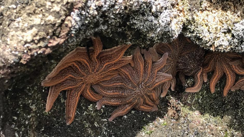 Starfish everywhere at low tide