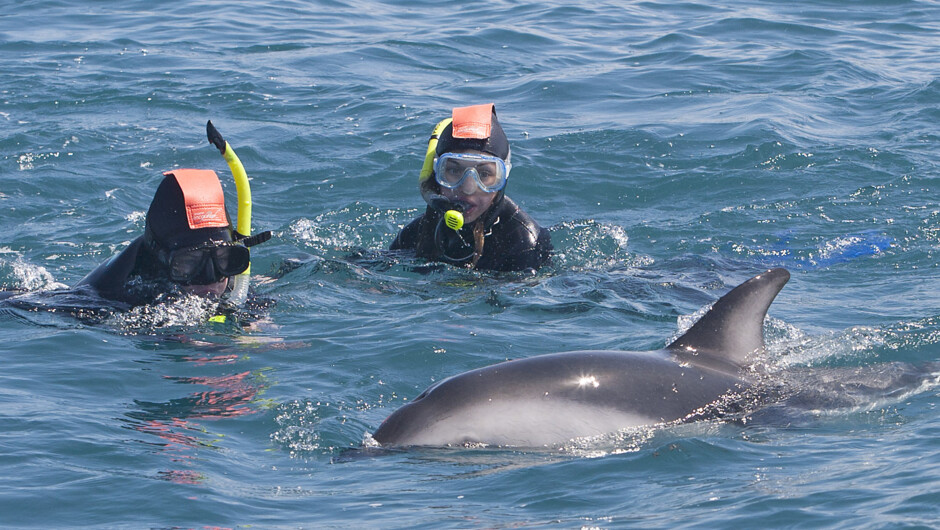 Having fun checking out the dusky dolphins.