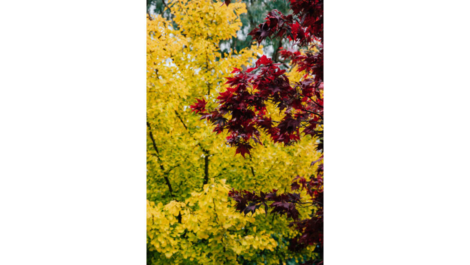 Autumn colour at the lodge garden