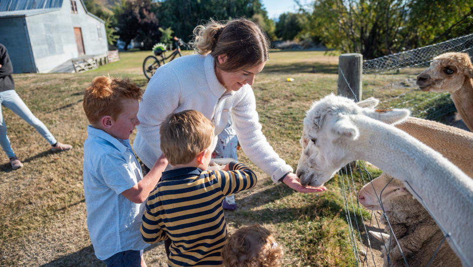 Right at the heart of The Cairns Alpine Resort, Lake Tekapo, is a family favourite - our animal petting farm.