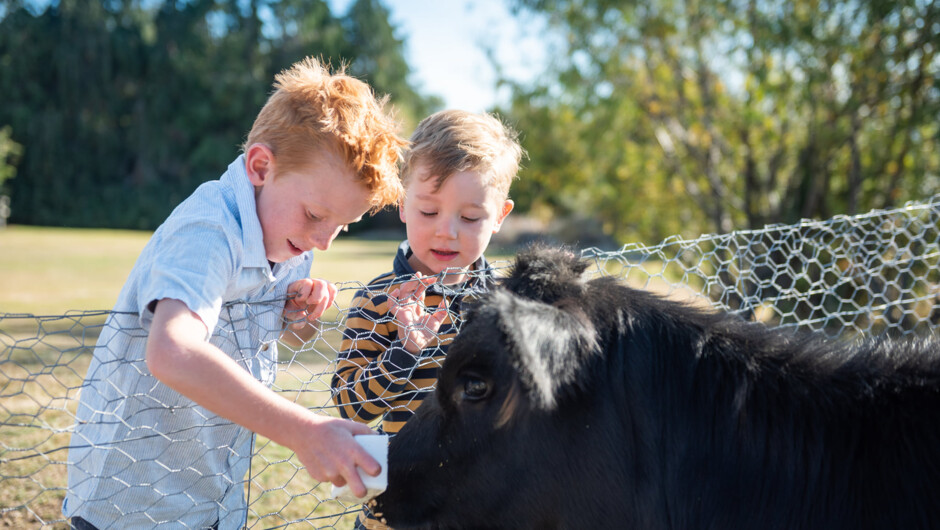Guests staying at The Cairns Alpine Resort have complimentary access to our animal petting farm.