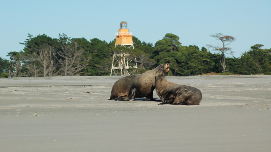 Seals