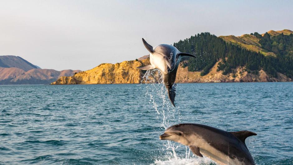bottlenose Dolphins putting on a display at French Pass