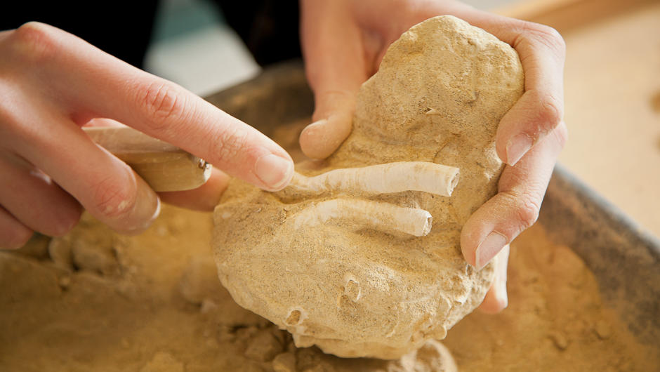 Fantastic finds in the Dig Room, where you can dig for your very own marine fossils.
