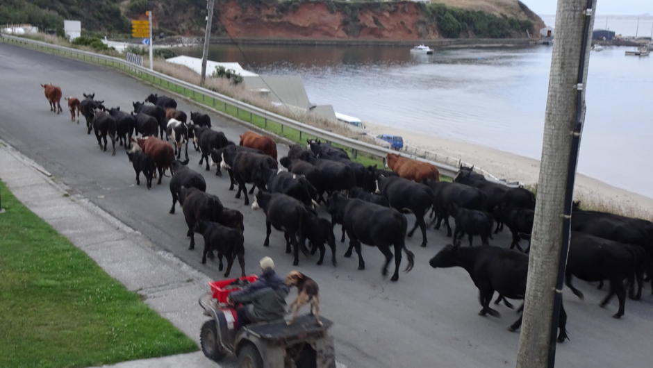 Cattle drive through town