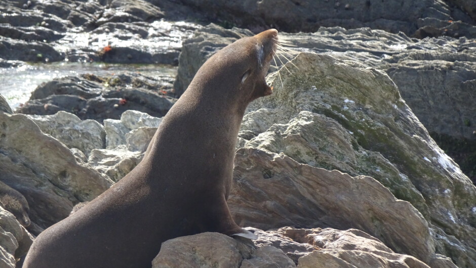 Magnificent wildlife