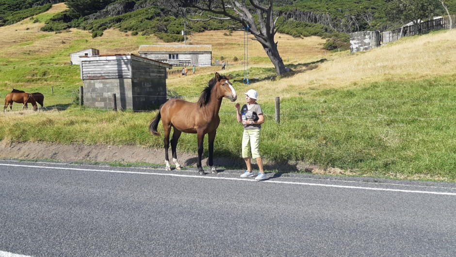 Meeting a local horse on the side of the road