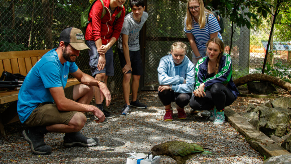 Get up close and personal with our wildlife on a Ngā Manu Feed-Out Tour