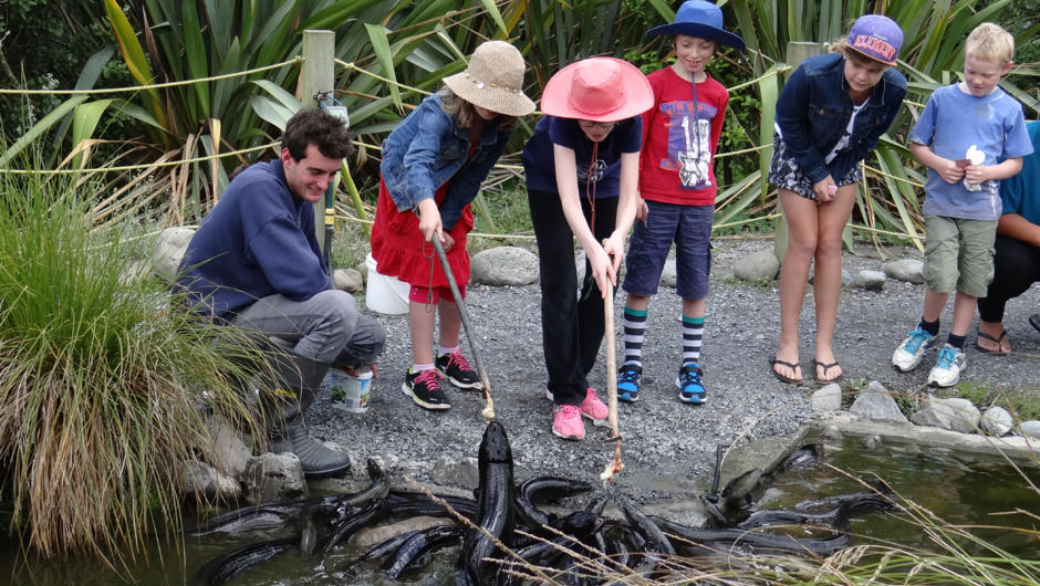 Experience the thrill of pole feeding an eel at Ngā Manu&#039;s daily 2pm talk