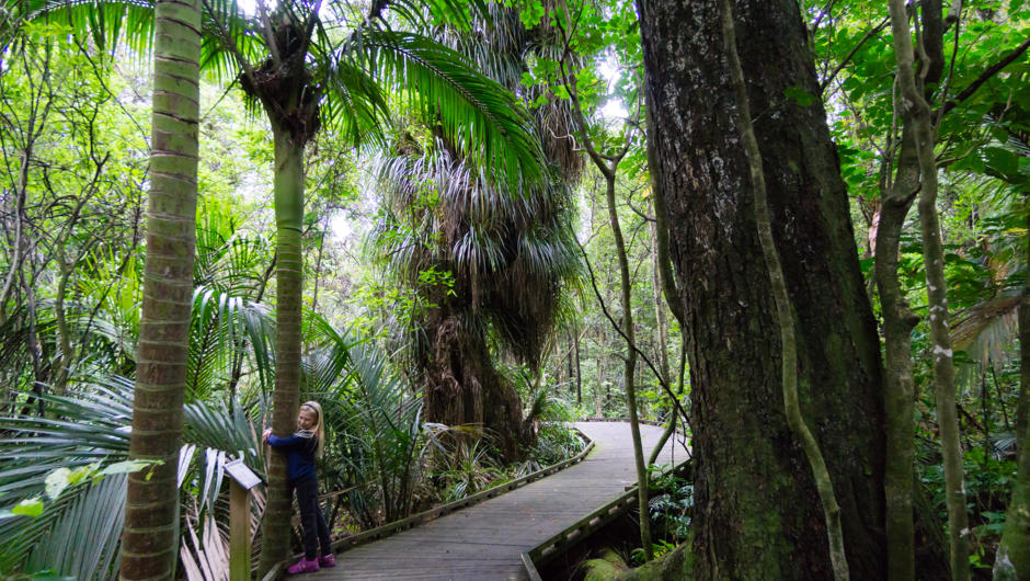 Connect with nature as you walk through Ngā Manu's precious remnant of original forest