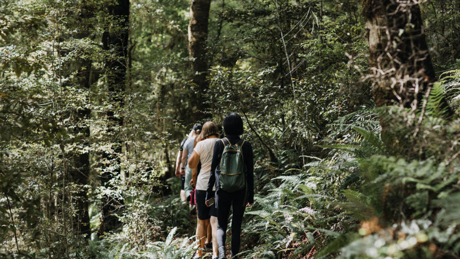 Maruia River Retreat's guided nature walks through private beech forests