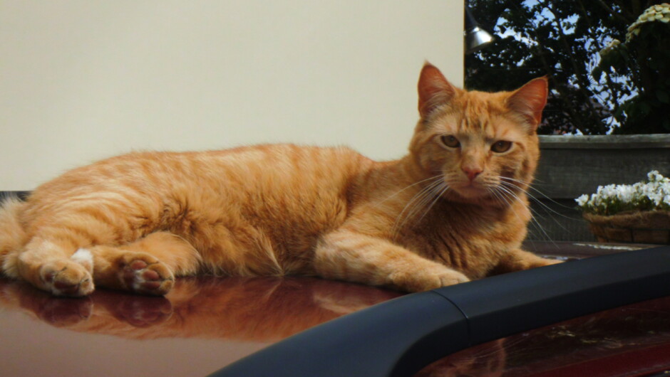 Gingernut  (the Owner's Cat) shall be around to greet you, even though he likes his own space.