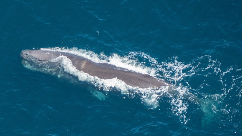 Look down on a whale from head to tail in the waters off Kaikōura.