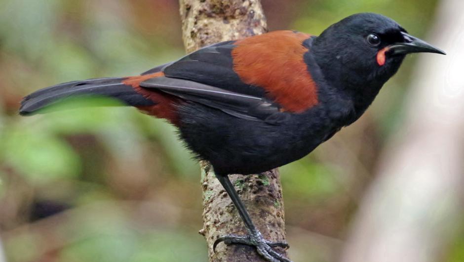 Birdlife Stewart Island