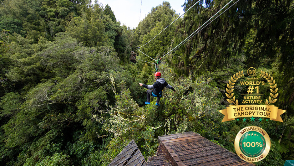 Soar over a ancient native forest that has stood for centuries.