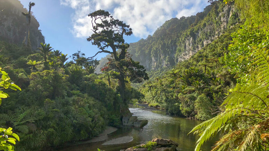 Hike the Pororari River Track, Paparoa National Park