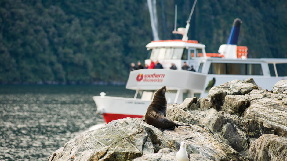 Checking out some new Zealand fur seals in Milford Sound