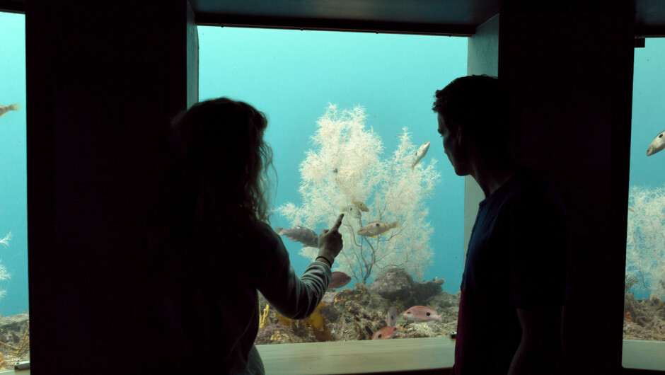 Check out rare black coral at the underwater observatory