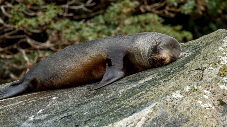 Seal at Milford Sound