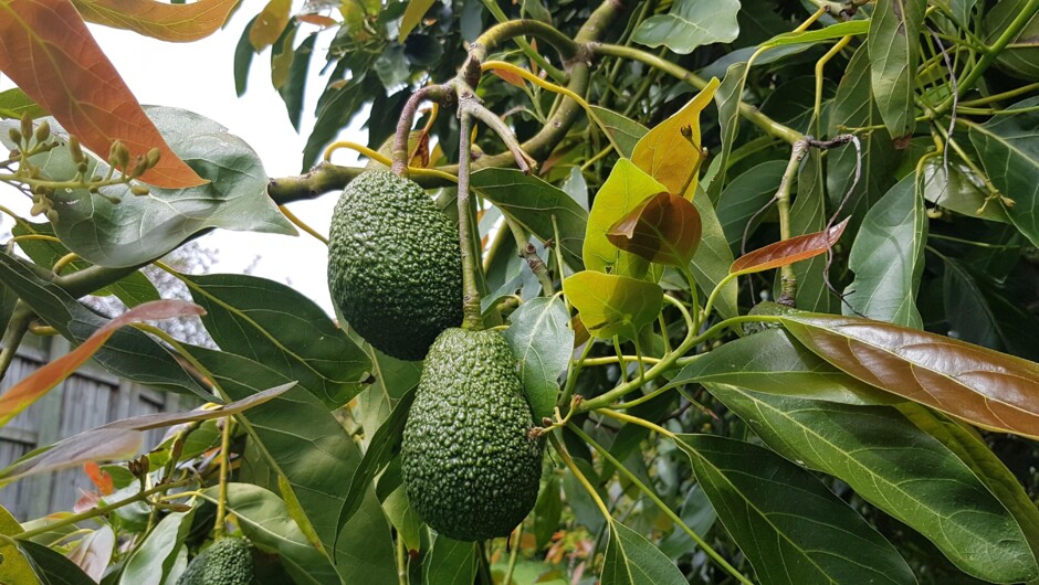 Avocados on a tree