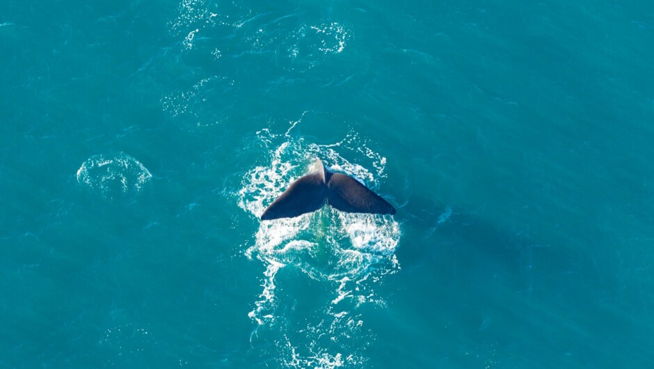 Sperm whale off the coast of Kaikōura