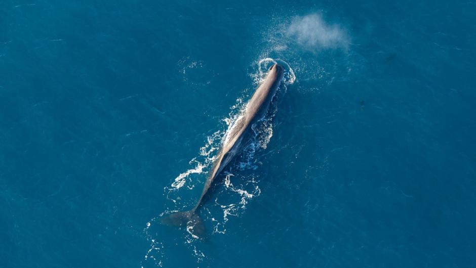 Sperm whale - see the full length of these mammals from tip to toe in the air