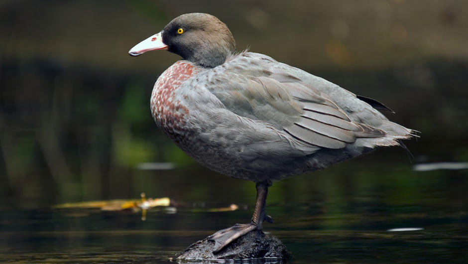 The beautiful native Whio or Blue Duck, part of the conservation focus on Blue Duck Station.