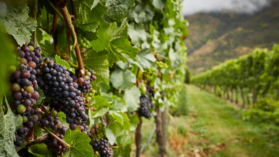 Grape Vines in the Gibbston Wine Region
