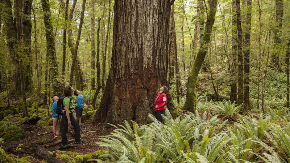 Explore more in Fiordland with the whole family, your local guide will add so much to your day.