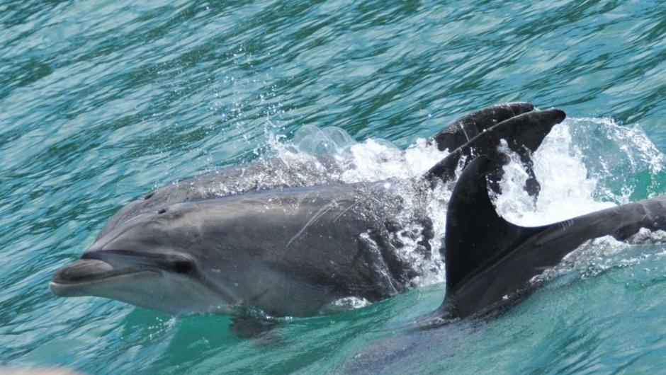 Wild bottlenose dolphins in the Bay of Islands - watch from our daily dolphin cruise