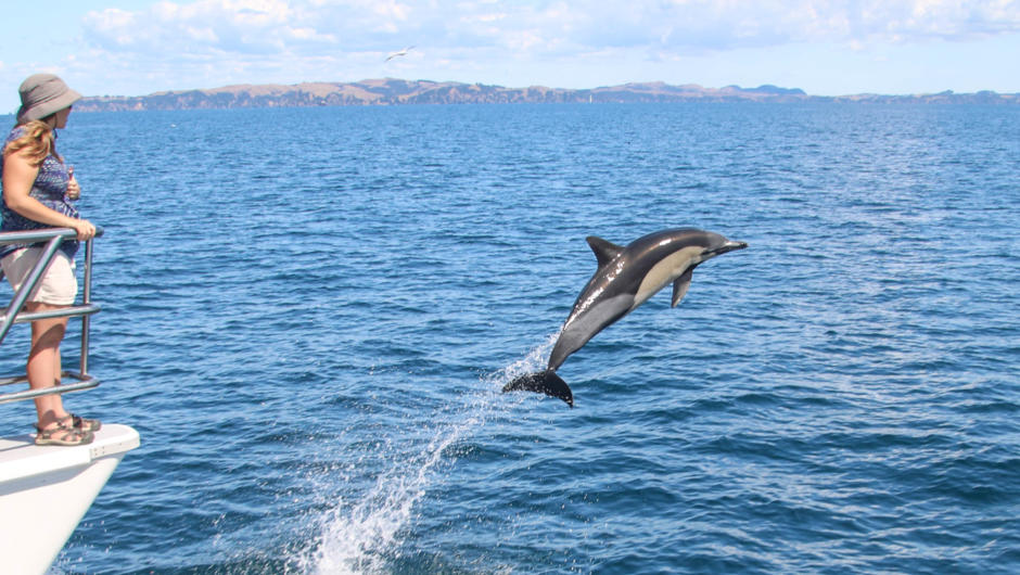 Auckland Whale &amp; Dolphine Safari